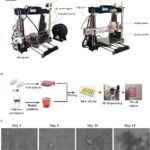 الطباعة الحيويَّة ثلاثيَّة الأبعاد للأعضاء البشريَّة